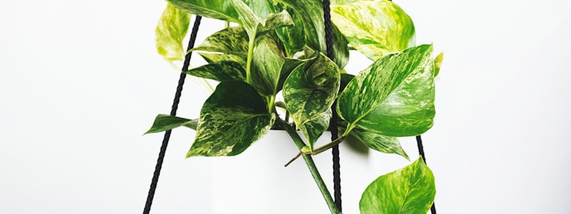 电子竞技游戏画面展示，包含多人在线对战场景